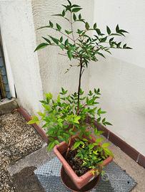 pianta di nandina 
