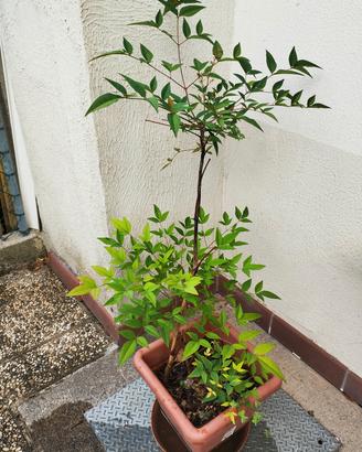 pianta di nandina 