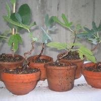 Bonsai e prebonsai di varie essenze