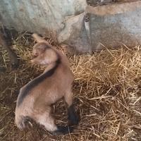 Becchetto camosciato