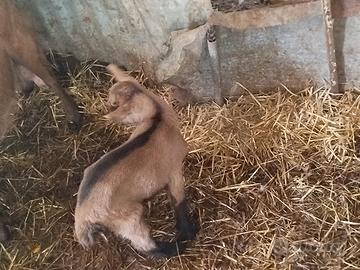 Becchetto camosciato