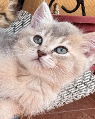 Gattini scottish Straight