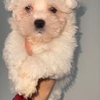 Maltese
