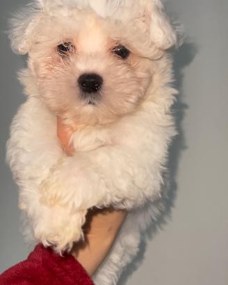 Maltese