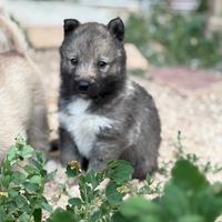 Cucciolo Siberian husky