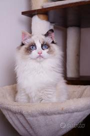 Ragdoll tortie bicolore femmina