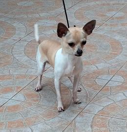 Chihuahua mini disponibili per monte