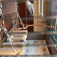 Pappagallo inseparabile allevato a mano