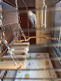 Pappagallo inseparabile allevato a mano