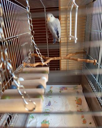 Pappagallo inseparabile allevato a mano