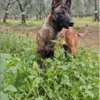 Cuccioli di Pastore belga malinois