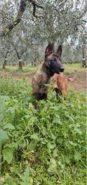 Cuccioli di Pastore belga malinois