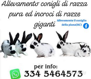 Conigli
