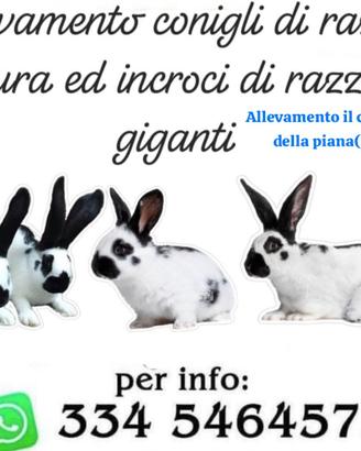 Conigli