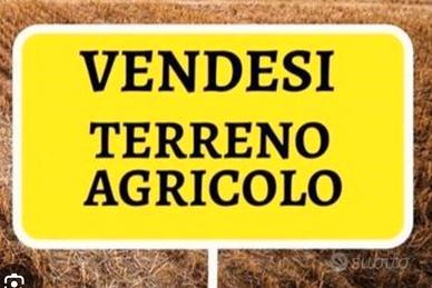 Terreno Agricolo  S.Arpino
