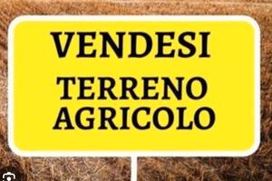 Terreno Agricolo  S.Arpino