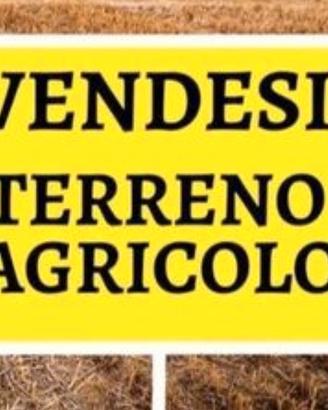 Terreno Agricolo  S.Arpino