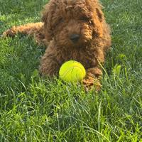 Barboncino nano in promo