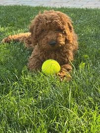 Barboncino nano in promo