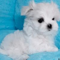 Cuccioli maltese di piccola taglia