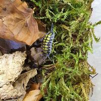 Porcellio Haasi High-Yellow 12+ pezzi