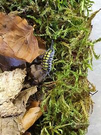 Porcellio Haasi High-Yellow 12+ pezzi