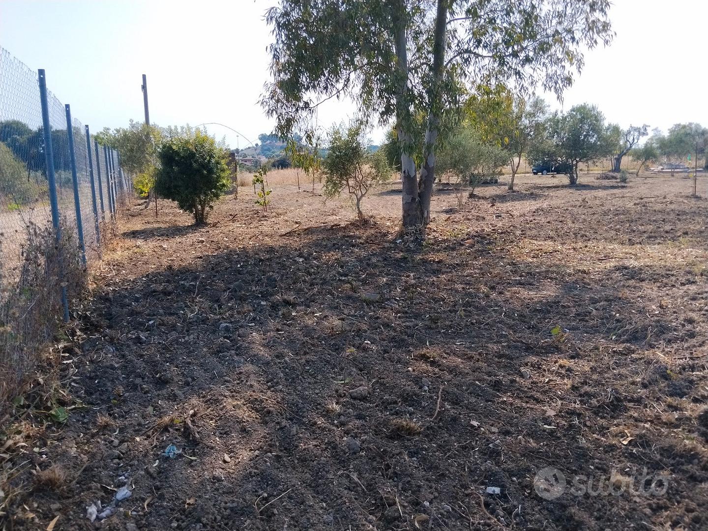 Terreno agricolo uliveto e alberi da frutto - Altro