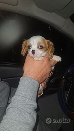 Cavalier king spaniel