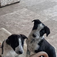 Cuccioli di Border Collie