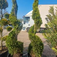 piante da ingresso leylandii spirale e palline