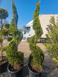 piante da ingresso leylandii spirale e palline