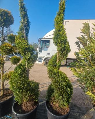 piante da ingresso leylandii spirale e palline