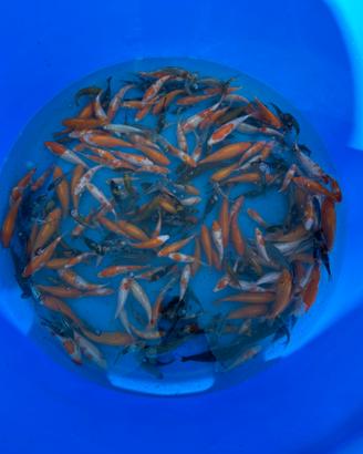 Carpe koi