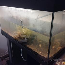 Acquario 250 litri
