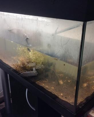 Acquario 250 litri