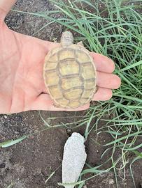 Tartaruga di terra