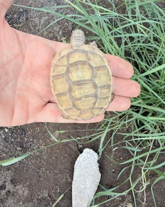 Tartaruga di terra