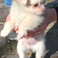 Cucciola piccola taglia