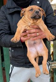 Cucciolo di american pitbull terrier ADBA