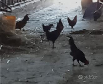 Galli e galline nane