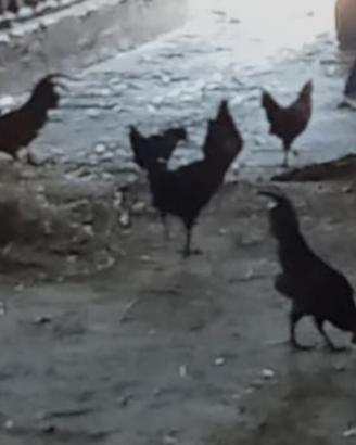 Galli e galline nane