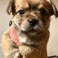 Cuccioli incrocio Yorkshire Chihuahua