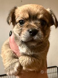 Cuccioli incrocio Yorkshire Chihuahua
