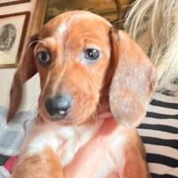 Cuccioli di bassotto piebald