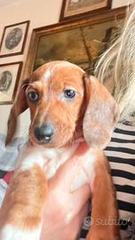 Cuccioli di bassotto piebald