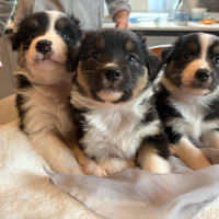 Cuccioli di Pastore Australiano