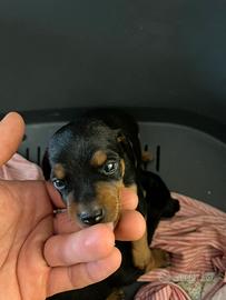 Pinscher Nero Focato - con Pedigree della madre