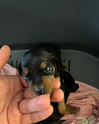 Pinscher Nero Focato - con Pedigree della madre