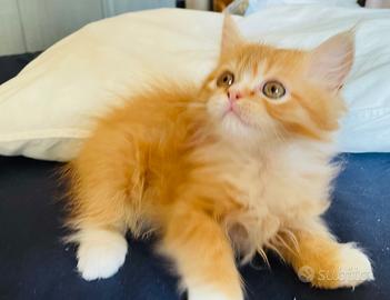 Cucciolo gattino persiano