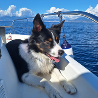 Border collie con pedigree desidera fidanzata